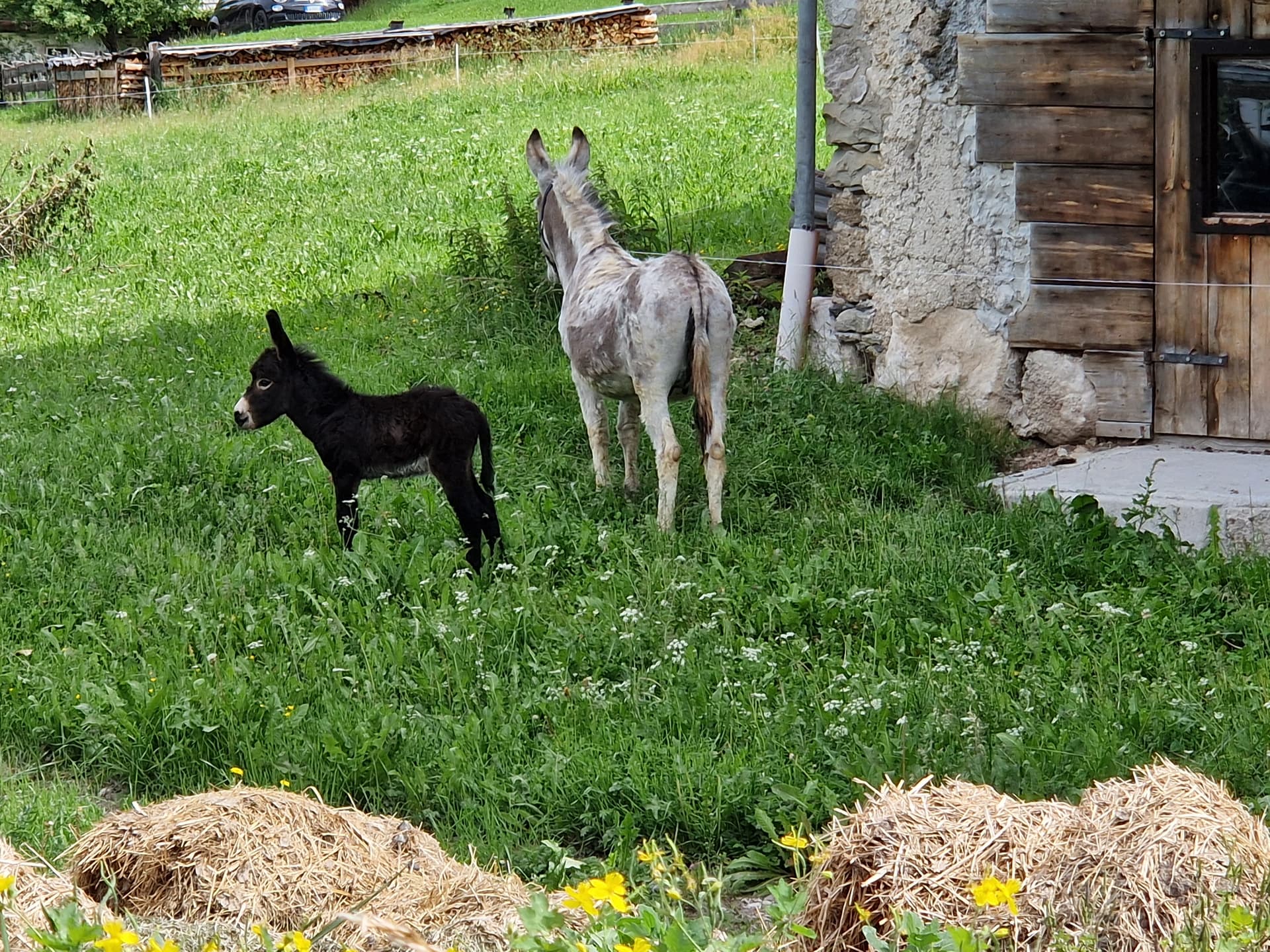 San Vigilio, tipico ladino: cucina, storia e tradizioni 4